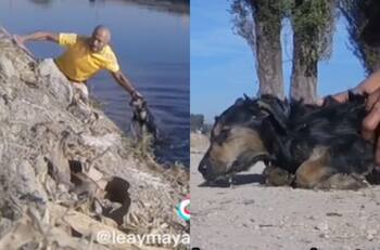 VIDEO | Graban inesperado y emotivo rescate a perrita en aguas contaminadas mexicanas