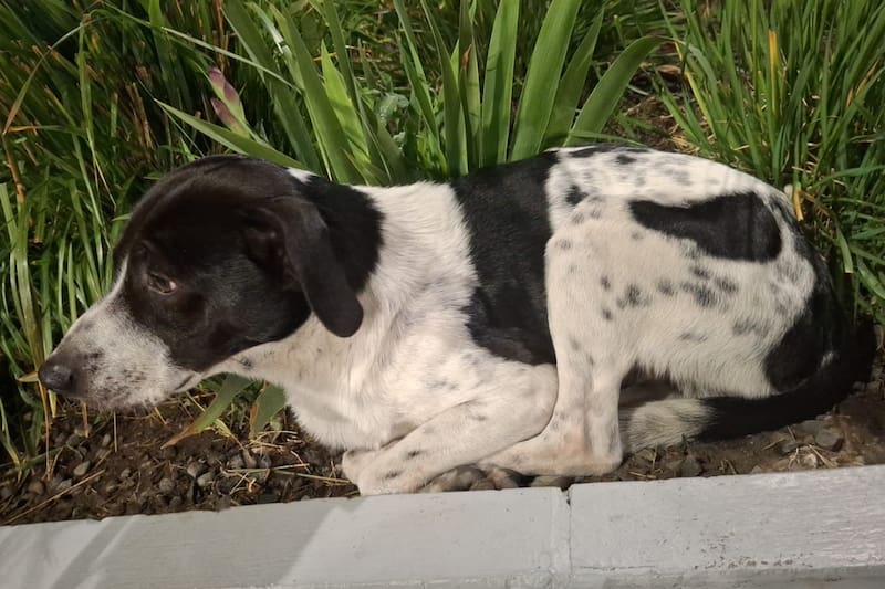 La gente prefiere adoptar cachorros.