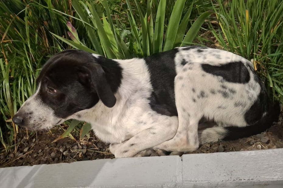 La gente prefiere adoptar cachorros.