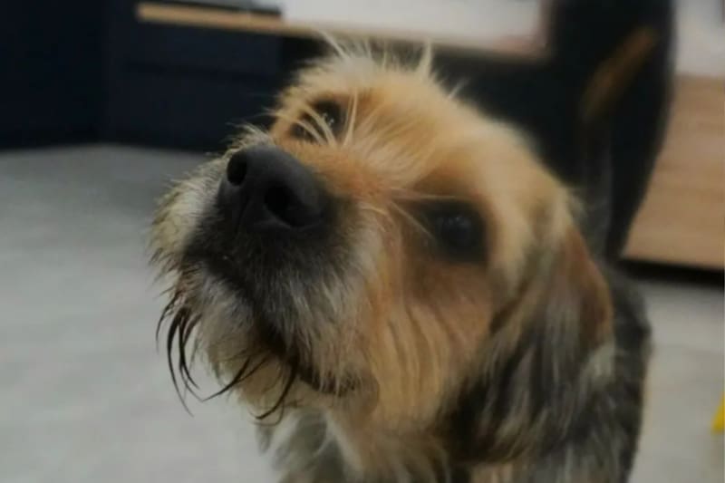 La producción del programa se encuentra tramitando la documentación de Bigote para que pueda viajar a Chile.