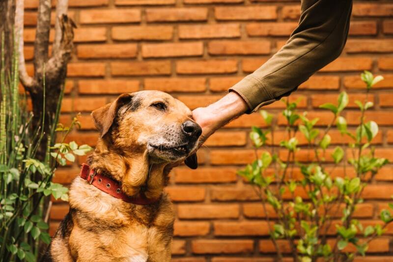 Previene la aparición de la rabia.