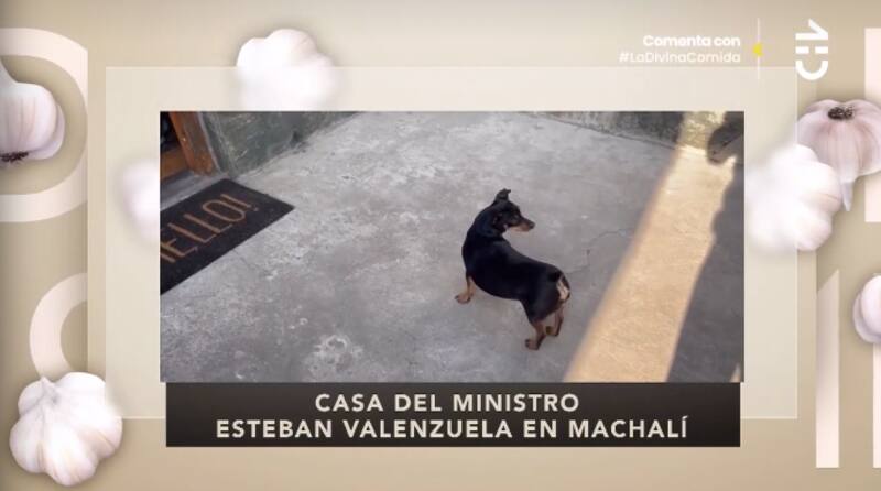 La mascota de Esteban Valenzuela. Foto: CHV.