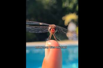 VIDEO | Michael, la libélula entrenada: ¡Hace caso cuando la llaman!