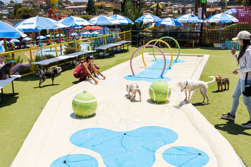 Son variadas las atracciones disponibles para tu perrito en Aviva Parque Acuático Canino.