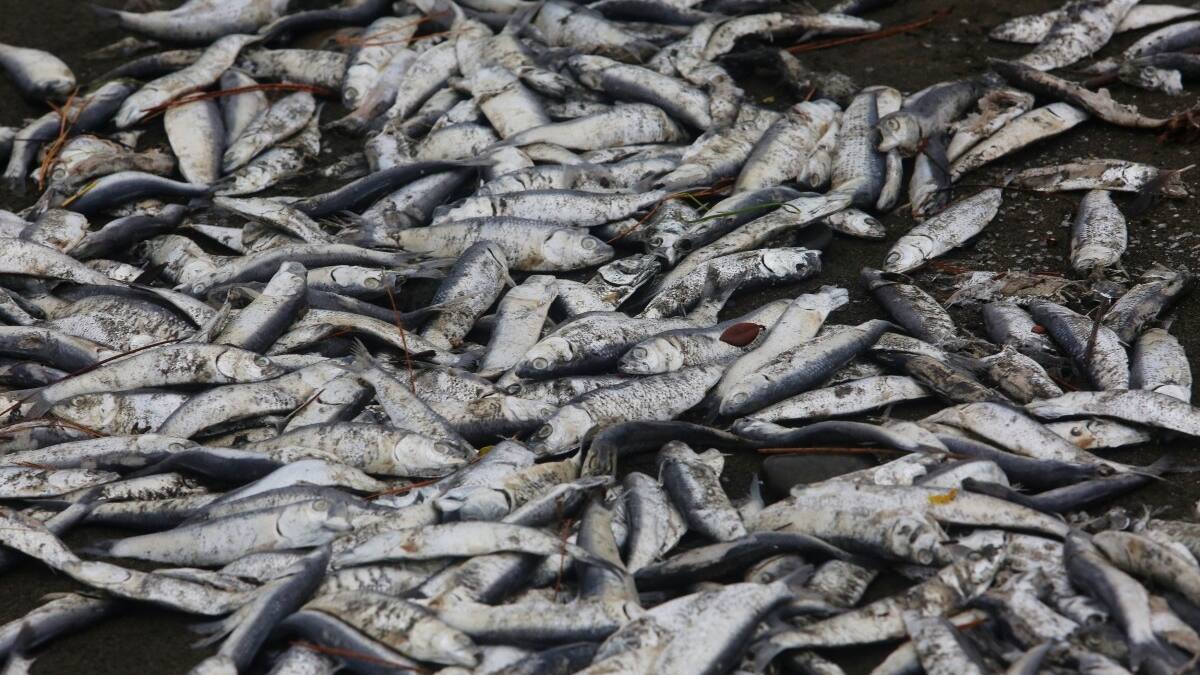 ¿Agua contaminada?: Denuncian nueva mortandad de peces en la Región de Los Lagos
