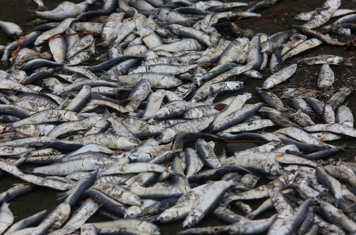¿Agua contaminada?: Denuncian nueva mortandad de peces en la Región de Los Lagos