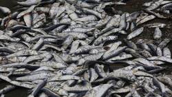 ¿Agua contaminada?: Denuncian nueva mortandad de peces en la Región de Los Lagos