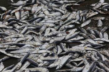 ¿Agua contaminada?: Denuncian nueva mortandad de peces en la Región de Los Lagos