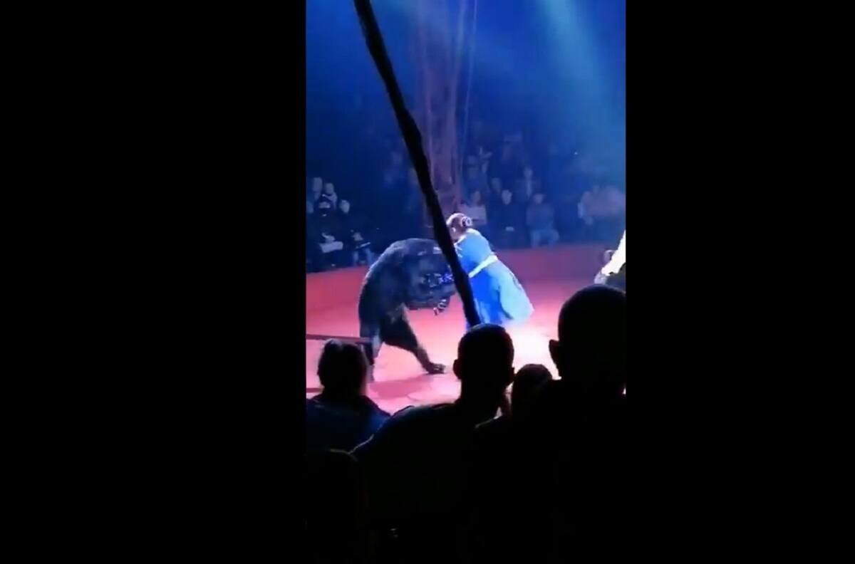 VIDEO I Imágenes sensibles: Oso atacó a domadora en medio de función de circo