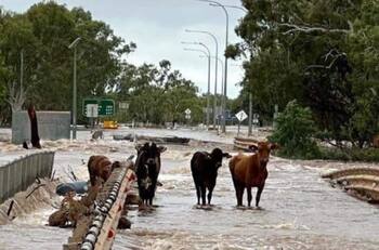 VIDEO | Brutal inundación en Australia: Vacas y otros animales son arrastrados por las aguas