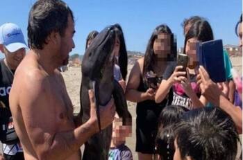 Marsopa bebé murió tras varar en El Tabo: veraneantes se fotografiaron con ella en vez de salvarla