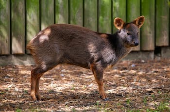 Propuesta Nueva Constitución: ¿Qué dice sobre los derechos de los animales y en qué se diferencia con la actual Carta Magna?