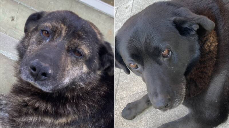 Viejito y Caballita.