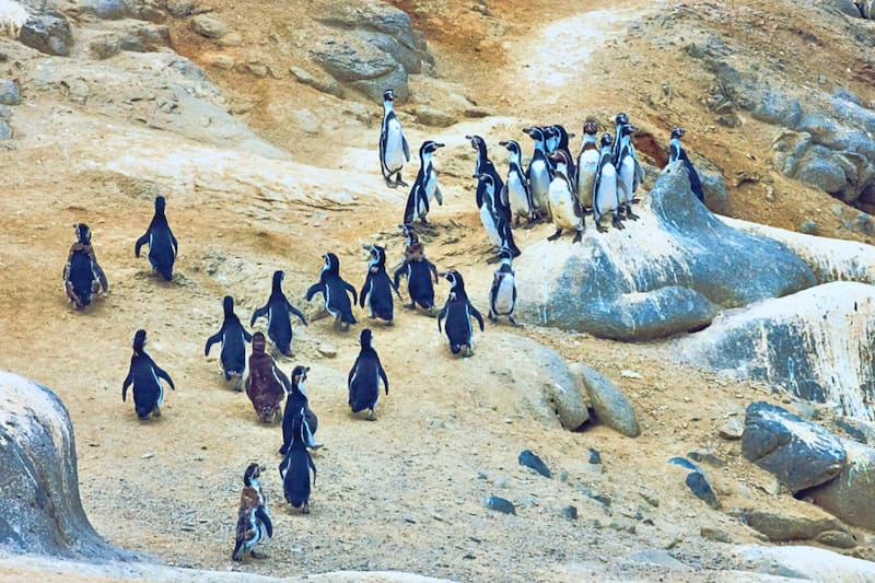 La fauna del lugar, como los pingüinos de Humboldt, es uno de los atractivos que más llama la atención. Créditos: Parque Nacional Pan de Azúcar.