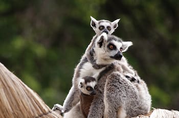Zoológico Parquemet tiene panoramas imperdibles para estas vacaciones de invierno: ¿Cómo obtener entradas gratis?