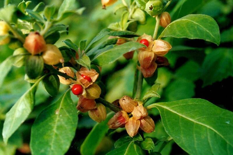 La planta que podría aliviar los síntomas del estrés
