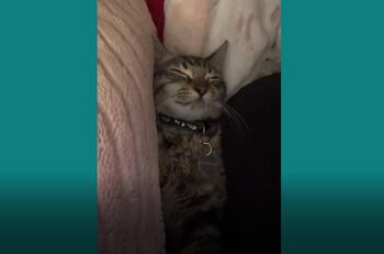 VIDEO | Viral: Gato muerde la mano de su humano, pero luego finge estar dormido para que no lo reten