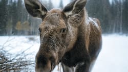 VIDEO | Joven alce irrumpe en hospital de Alaska