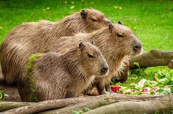 VIDEOS | "Los roedores más grandes": Invasión de carpinchos sacude a localidad de Argentina