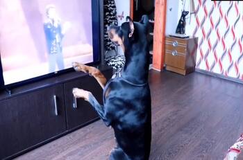 VIDEO | Perrita demuestra todos sus dotes de bailarina al ritmo de "Billie Jean" de Michael Jackson