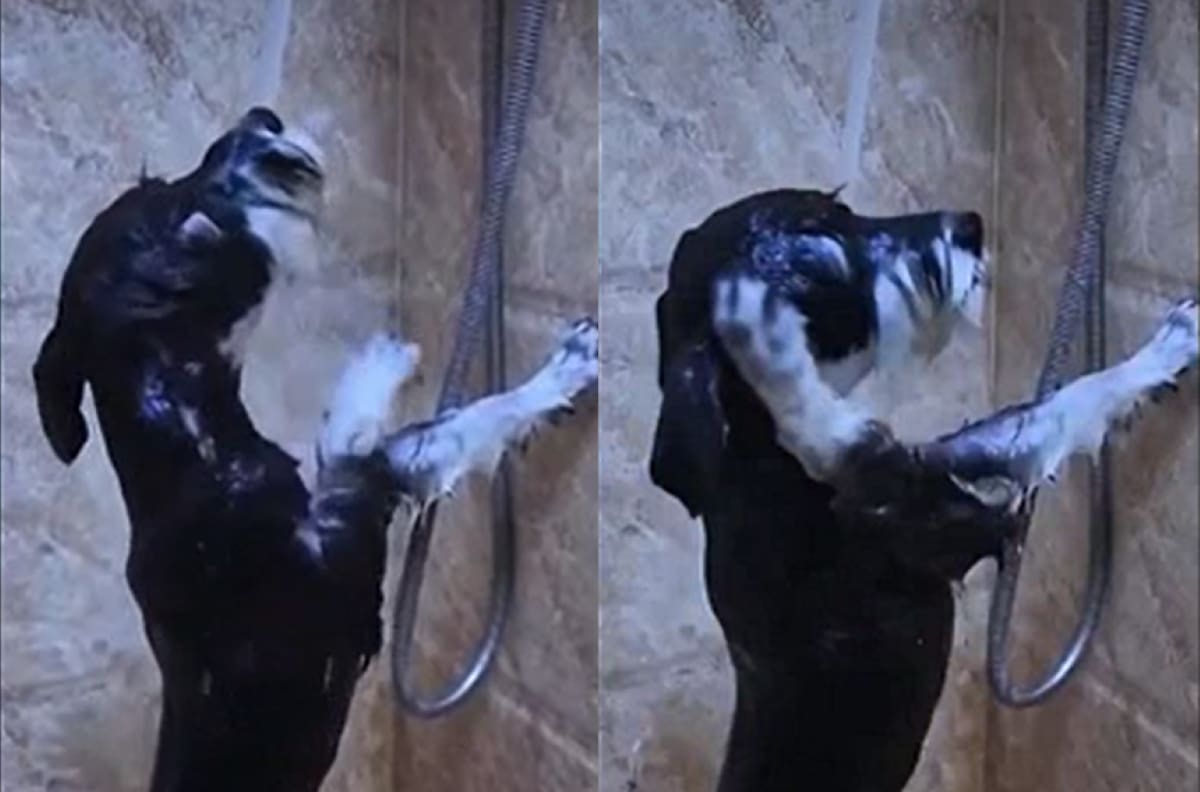 VIDEO | "Ya no se puede tener privacidad ni en la ducha": Tierno perrito es captado bañándose solo