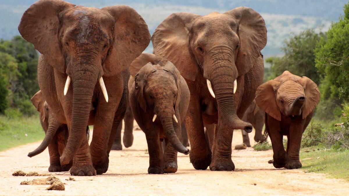 Un elefante mató a pisotones a un cazador furtivo en defensa de su manada