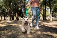 Parquepet 2025: fecha, precio de las entradas y actividades para disfrutar con tu mascota en Santiago