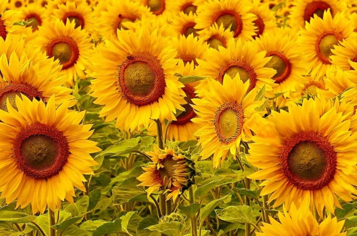 Acertijo Visual: ¿Puedes encontrar el osito de goma entre los girasoles? Tienes 10 segundos