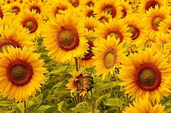 Acertijo Visual: ¿Puedes encontrar el osito de goma entre los girasoles? Tienes 10 segundos