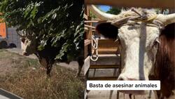 VIDEO | Viral: La emocionante historia de un toro que logró escapar camino al matadero