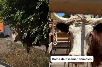 VIDEO | Viral: La emocionante historia de un toro que logró escapar camino al matadero