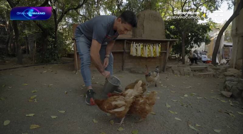 Remigio Remedy mostró las gallinas que cuida en su casa.