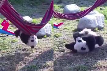 VIDEO | Ejemplo de perseverancia: Panda bebé intenta subirse a una hamaca y video se vuelve viral