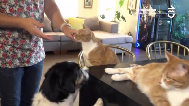 Las mascotas de César Campos y Diego Barrios. Foto: CHV.