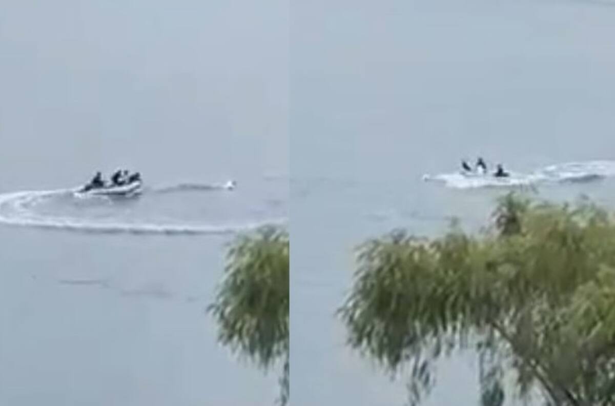 VIDEO | Captan a grupo de sujetos en lancha persiguiendo a cisne de cuello negro en lago Vichuquén