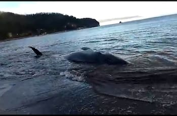 VIDEO| Ballenato varado en Playa Lenga obliga movilización de Sernapesca para salvarle la vida