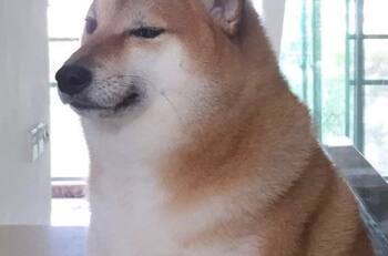 La gran fiesta de cumpleaños que tuvo Cheems, el perro que protagoniza el popular meme