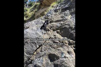 VIDEO | Parecía una cabra: Mira la divertida reacción de este michi al conocer el mar