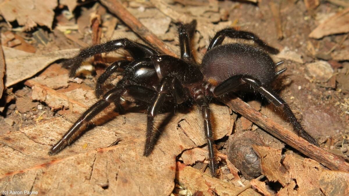 Capaz de perforar uñas humanas: Parque recibe la araña de embudo más grande de su historia