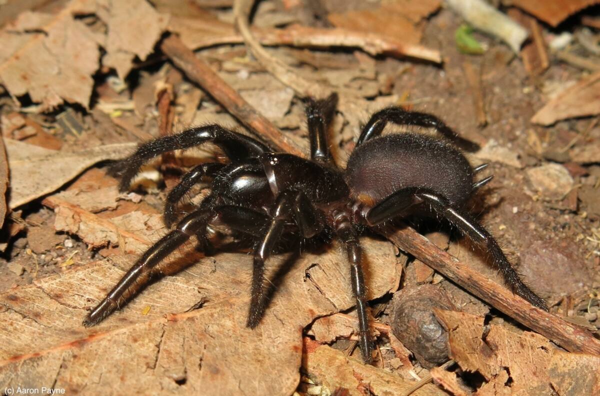 Capaz de perforar uñas humanas: Parque recibe la araña de embudo más grande de su historia