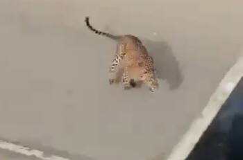 VIDEO | Leopardo asechó a motociclista en plena calle en la India