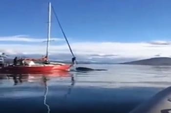 VIDEO | "¿Cómo se van a reír?": Ballena fue embestida de forma intencional por velero en el Canal de Beagle