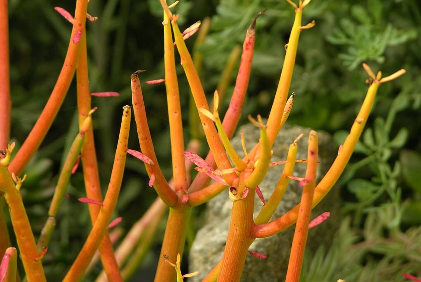 Euphorbia Tirucalli