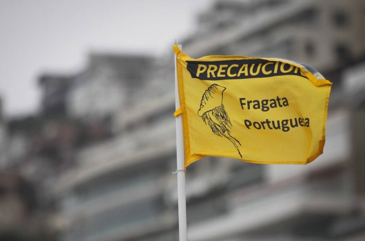 Fragata portuguesa: Ordenan el cierre de playas de La Serena por su presencia en el mar