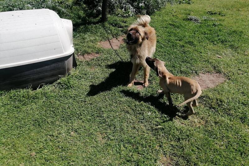 Los dos perros rescatados fueron entregados a una fundación para su cuidado.