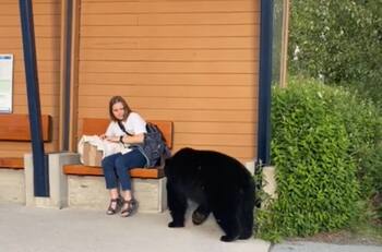 VIDEO | Un pasajero muy particular: Oso irrumpe en un paradero de autobús en Canadá
