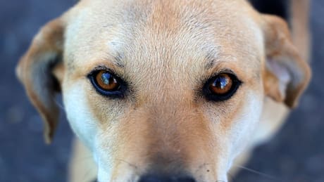 ¿Perro viejo no aprende nuevos trucos? El dilema que viven los animales de avanzada edad que quieren ser adoptados