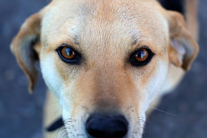 que buscan un hogar.