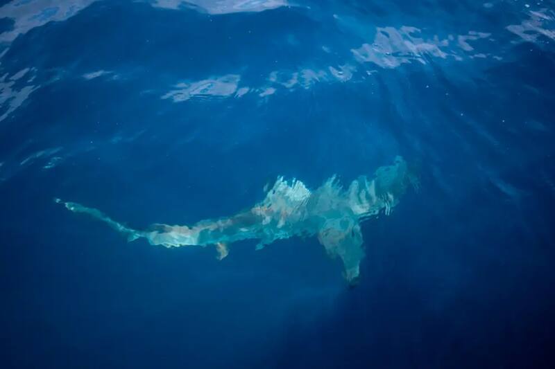 Perro se lanza contra el tiburón martillo en las islas
