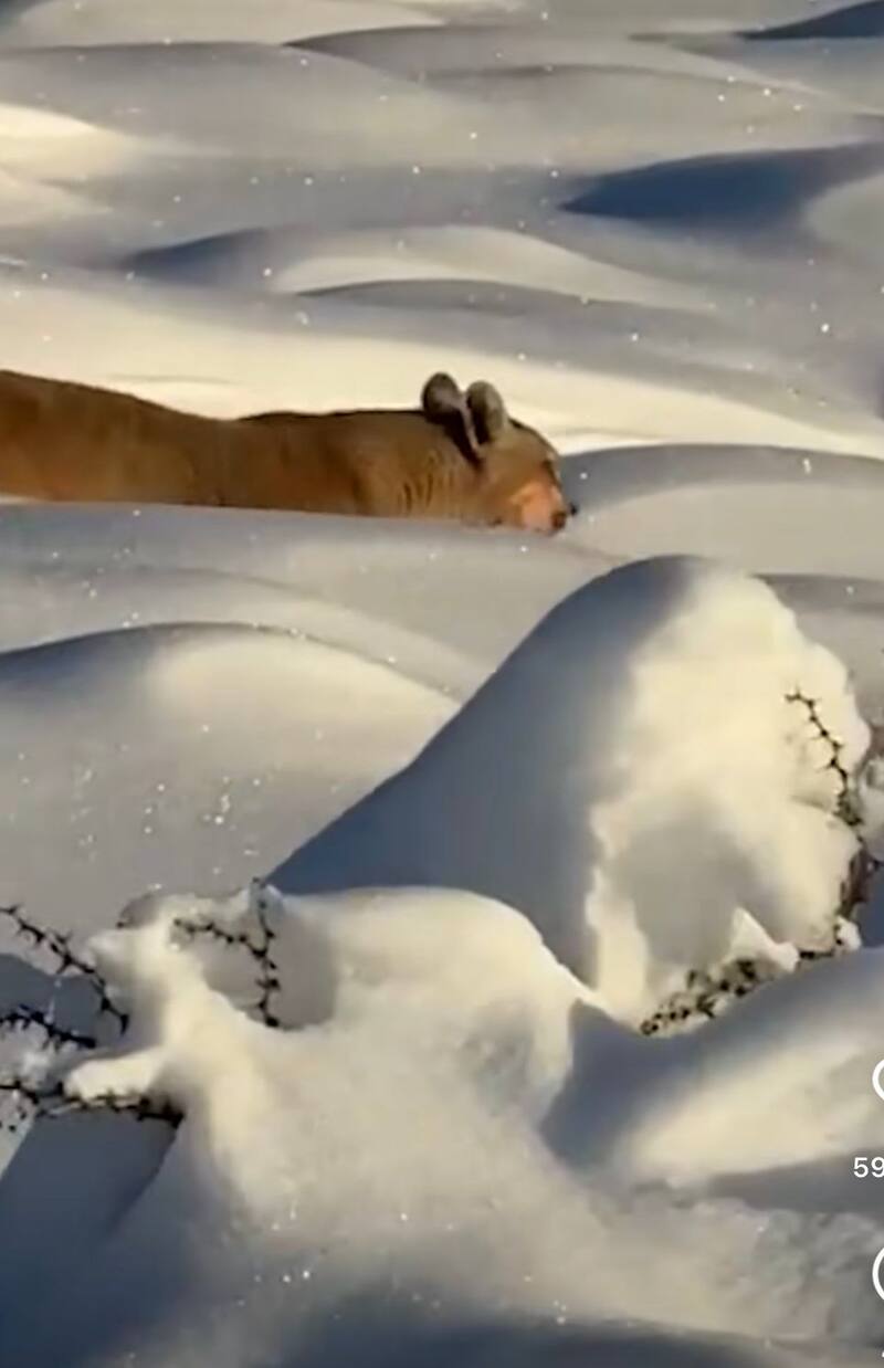 Estos animales salen en invierno a buscar comida. Créditos: Jessica Haro Guerrero